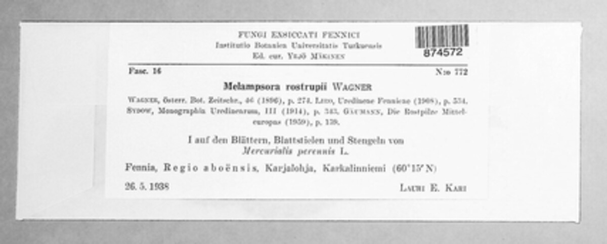 Melampsora rostrupii image